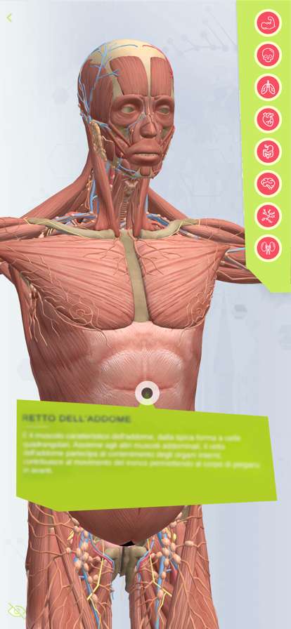 Anatomia Superios版1