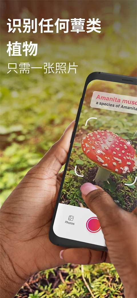蘑菇识别扫一扫0