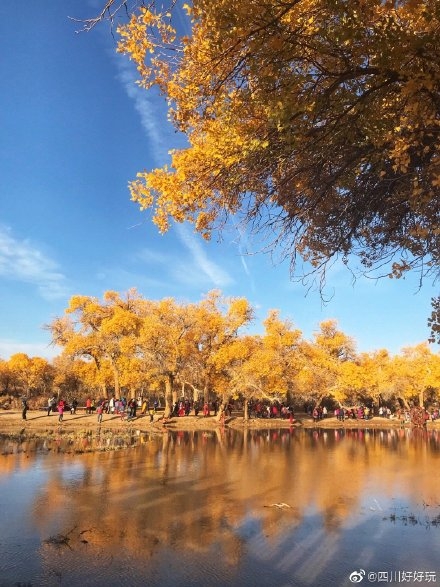 秋天的胡杨林真的好美 胡杨林什么时候去最好?秋天的胡杨林图片