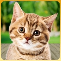 Cat Simulator: kitty cat girlios版