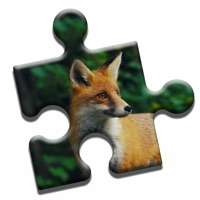 Curious Fox Puzzleios版