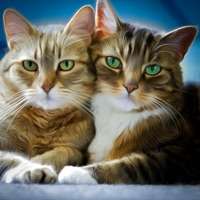 我的宠物猫岛模拟器 3dios版