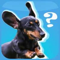 The Lost Dachshundios版