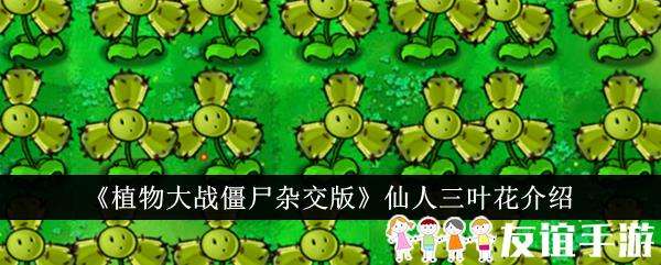 植物大战僵尸杂交版仙人三叶花介绍